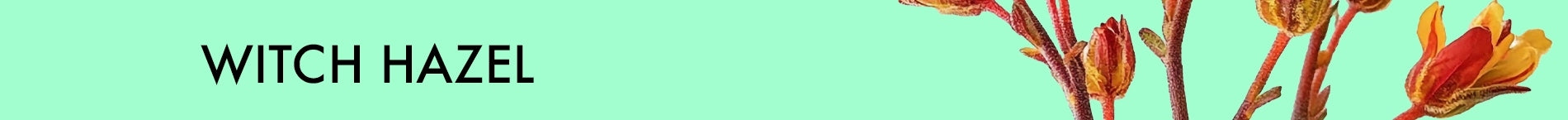 witch hazel